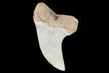 Mako Shark Tooth Fossil - Sharktooth Hill, CA #94668-1